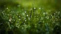 Green nature grass water drops macro dew wallpaper