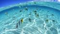 Ocean fish seascapes split-view wallpaper