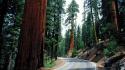 Redwood Road wallpaper