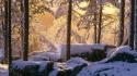 Snowy Pine Forest wallpaper