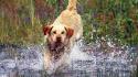 Water animals dogs running labrador retriever splashes wallpaper