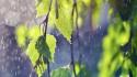 Water nature rain birch wallpaper