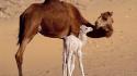 Animals camels baby wallpaper