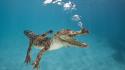 Animals crocodiles underwater croc wallpaper