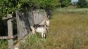 Animals goats wooden fence wallpaper