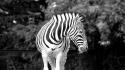 Animals zebras grayscale wallpaper