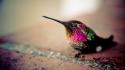 Bokeh hummingbirds depth of field ed mcgowan wallpaper