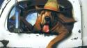 Dogs funny animals wallpaper