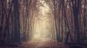 Forest path sepia wallpaper