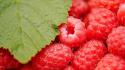 Fruits raspberries wallpaper