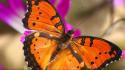Insects commodore butterflies wallpaper