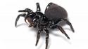 Insects spiders australian white background mouse spider wallpaper