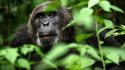 Nature animals leaves brown eyes apes chimpanzee wallpaper