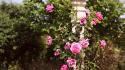 Nature flowers garden pillars roses pink vines wallpaper