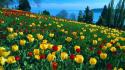 Nature flowers tulips meadows wallpaper