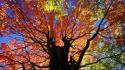 Nature trees autumn (season) red west virginia wallpaper