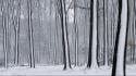 Nature winter snow forest the netherlands gelderland covered wallpaper