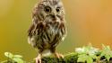 Owls big eyes wallpaper