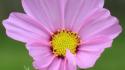 Simple background green pink cosmos flower oh wallpaper