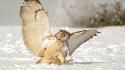 Snow owls blurred background birds wallpaper