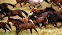 Animals california horses running wallpaper