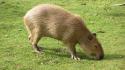 Animals capybara wallpaper
