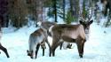 Animals deer canadian wallpaper