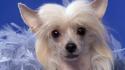 Animals dogs chinese crested pyramid wallpaper