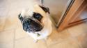 Animals dogs pets looking up pug wallpaper
