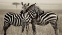 Animals national geographic zebras monochrome wallpaper