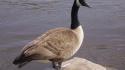 Canadian goose geese birds wallpaper