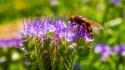 Flowers insects macro hornet hymenopthera wallpaper