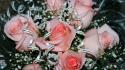 Flowers roses bunch of wallpaper