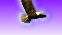 Flying wall hawk wallpaper