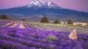 Landscapes california lavender mount shasta farm wallpaper