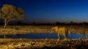 Landscapes night animals ponds elephants giraffes wallpaper