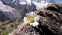 Mountains landscapes flowers daisy wallpaper
