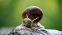 Nature animals snails parks wallpaper