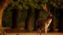 Nature trees animals deer national geographic wallpaper
