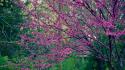 Nature trees flowers pink flowered wallpaper