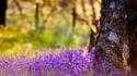 Nature trees flowers scotland purple blurred background bluebells wallpaper
