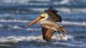 Pelican blurred background birds wallpaper