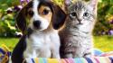 Puppies kittens wallpaper