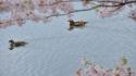 Water japan cherry blossoms wallpaper