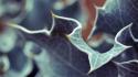 Close-up leaves depth of field blurred makro wallpaper