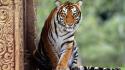 Eyes forest animals tigers india wallpaper