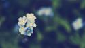 Flowers forget-me-nots depth of field myosotis wallpaper