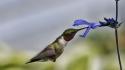 Flowers hummingbirds birds wallpaper