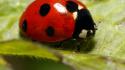 Green nature insects grass ladybirds the leaf of wallpaper