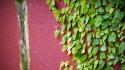 Green nature winter pink wall leaves colors wallpaper